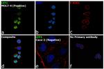 LEF1 Antibody in Immunocytochemistry (ICC/IF)