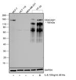 CD66 (CEACAM) Antibody in Western Blot (WB)