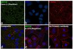Cytokeratin 18 Antibody in Immunocytochemistry (ICC/IF)