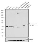 14-3-3 beta/zeta Antibody in Western Blot (WB)