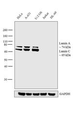 Lamin A/C Antibody