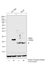 TIMP2 Antibody in Western Blot (WB)