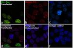 c-Myc Antibody in Immunocytochemistry (ICC/IF)