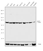 HSC70 Antibody in Western Blot (WB)