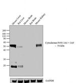 CYP3A5 Antibody in Western Blot (WB)