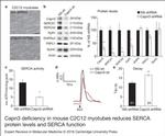 SERCA1 ATPase Antibody in Western Blot (WB)