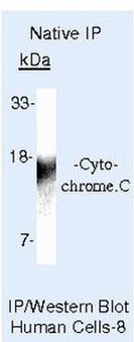 Cytochrome C Antibody in Immunoprecipitation (IP)
