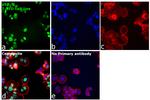 p53 Antibody in Immunocytochemistry (ICC/IF)