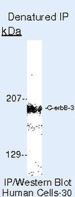 ErbB3 Antibody in Immunoprecipitation (IP)