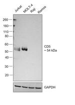 CD5 Antibody