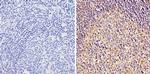 ERCC1 Antibody in Immunohistochemistry (Paraffin) (IHC (P))