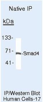 SMAD4 Antibody in Immunoprecipitation (IP)