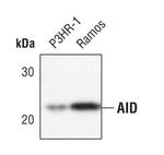 AID Antibody in Western Blot (WB)