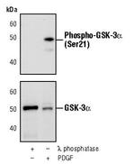 Phospho-GSK3 alpha (Ser21) Antibody in Western Blot (WB)