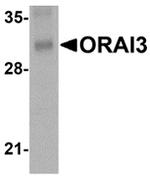 ORAI3 Antibody in Western Blot (WB)