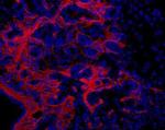 Oval Cell Marker Antibody in Immunohistochemistry (Frozen) (IHC (F))