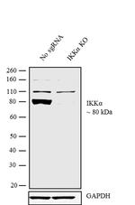 IKK alpha Antibody in Western Blot (WB)