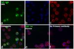 Human IgG Fc (CH2 domain) Secondary Antibody in Immunocytochemistry (ICC/IF)