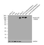 Human IgG (CH2 domain) Secondary Antibody in Western Blot (WB)