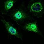 MRPL42 Antibody in Immunocytochemistry (ICC/IF)