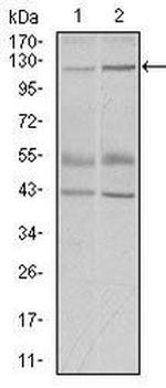 PIWIL4 Antibody in Western Blot (WB)