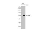 IP6K1 Antibody in Western Blot (WB)