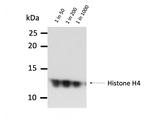 H4K20me1 Antibody in Western Blot (WB)