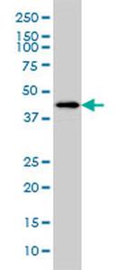 HSFX1 Antibody in Western Blot (WB)