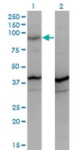 PCDHGA2 Antibody in Western Blot (WB)
