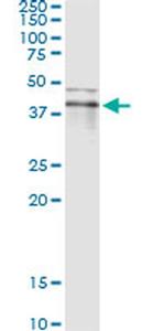RNF113B Antibody in Immunoprecipitation (IP)
