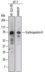 EpoR Antibody in Western Blot (WB)