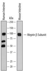 MEP1B Antibody in Western Blot (WB)