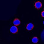 Integrin beta 7 Antibody in Immunocytochemistry (ICC/IF)