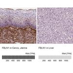 Fibulin 1 Antibody in Immunohistochemistry (IHC)