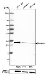 PGAM5 Antibody