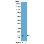 H2A.ZK7ac Antibody in Western Blot (WB)