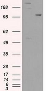 USP38 Antibody in Western Blot (WB)