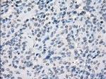 SLC7A8 Antibody in Immunohistochemistry (Paraffin) (IHC (P))