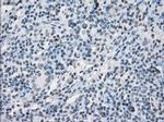 SLC7A8 Antibody in Immunohistochemistry (Paraffin) (IHC (P))