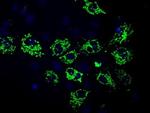 RF1ML Antibody in Immunocytochemistry (ICC/IF)