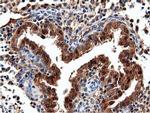 NT5D1 Antibody in Immunohistochemistry (Paraffin) (IHC (P))