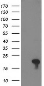 FLYWCH2 Antibody in Western Blot (WB)