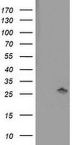 PNPO Antibody in Western Blot (WB)
