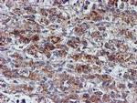 NUBPL Antibody in Immunohistochemistry (Paraffin) (IHC (P))