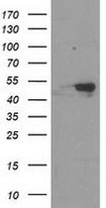 RbAp46 Antibody in Western Blot (WB)