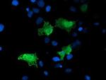 LDLRAP1 Antibody in Immunocytochemistry (ICC/IF)