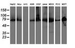 ERP72 Antibody in Western Blot (WB)