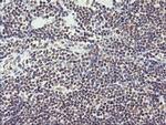 RNF113B Antibody in Immunohistochemistry (Paraffin) (IHC (P))