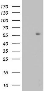 TRIM27 Antibody in Western Blot (WB)