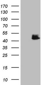 NCF4 Antibody in Western Blot (WB)